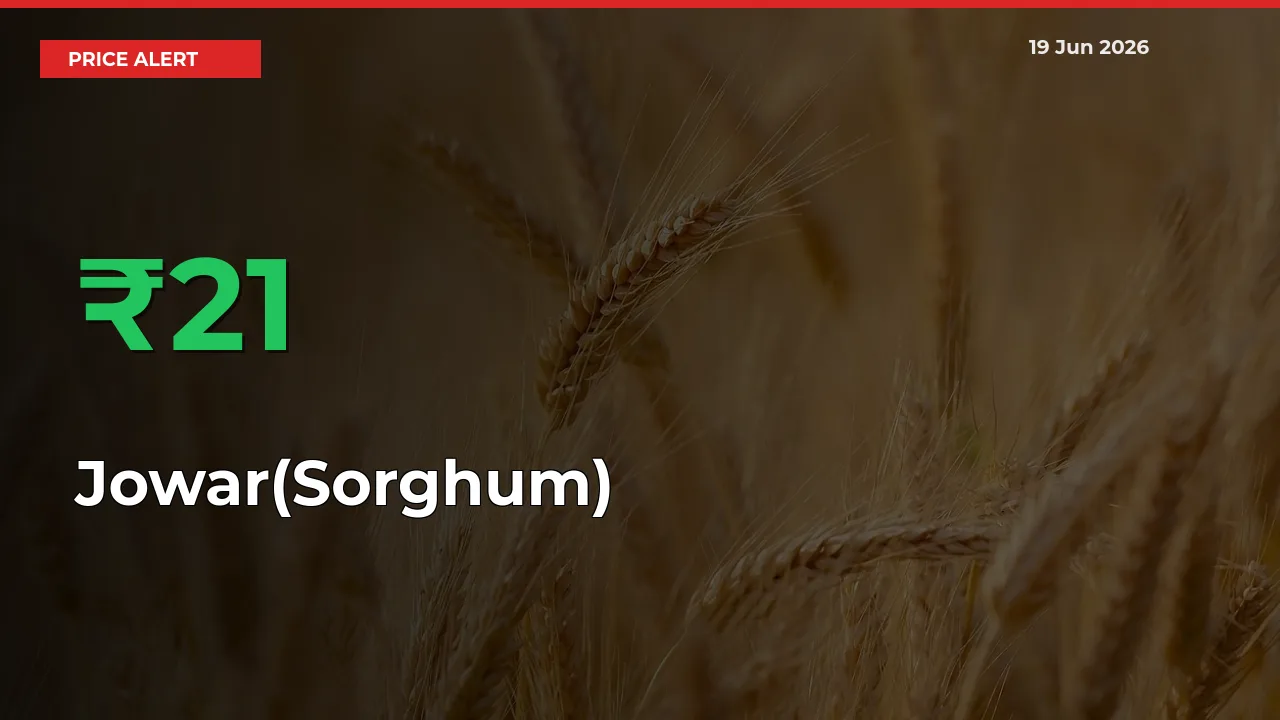 Farmers Cheer as Jowar(Sorghum) Prices Surge 21.21% in Local Mandis