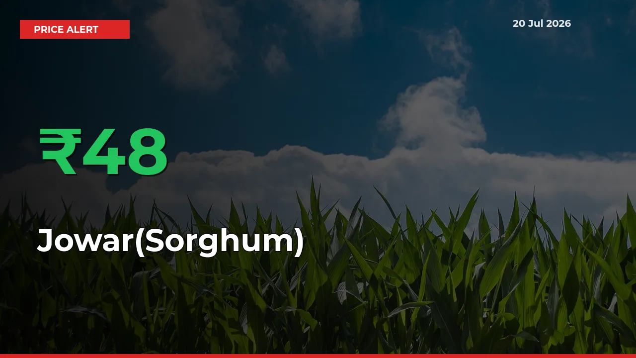 Sudden 47.67% Rally in Jowar(Sorghum) Prices Across Mandis