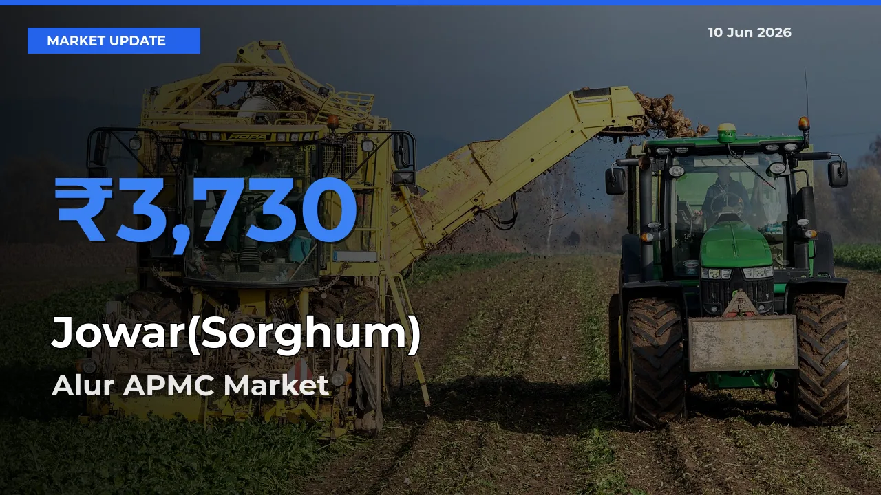 Alur APMC Tops Jowar(Sorghum) Mandi Rates Today