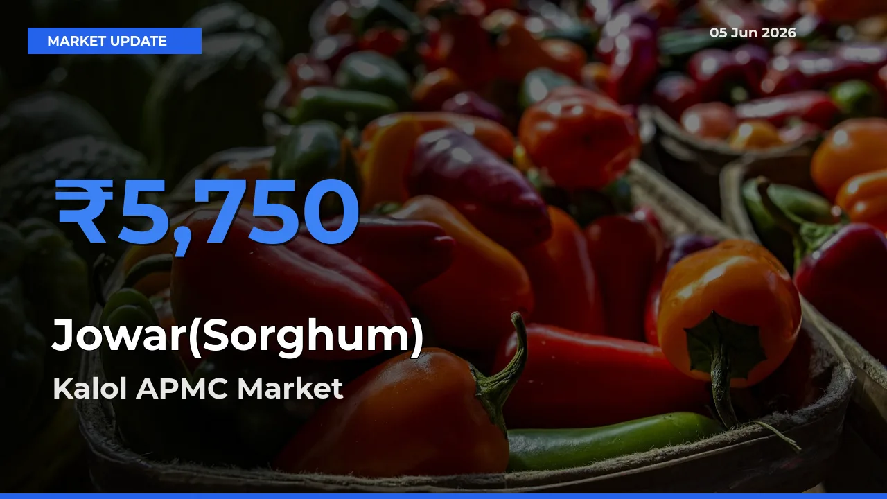 Kalol APMC Offers ₹5,750 – Highest Jowar(Sorghum) Rate Today