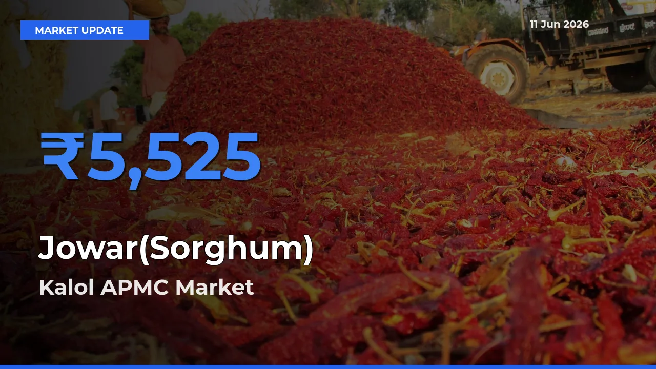 Top Performer! Kalol APMC Offers Best Jowar(Sorghum) Price Today