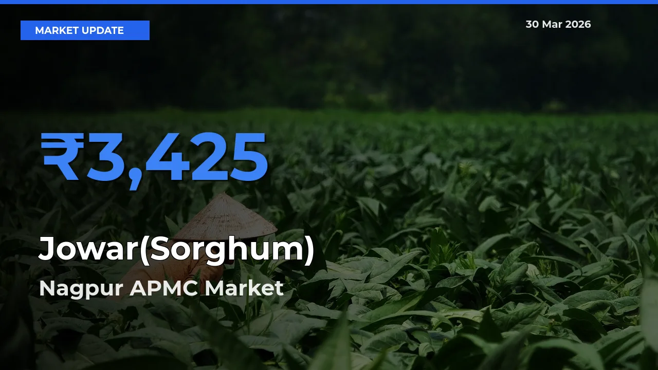 Nagpur APMC Emerges as Top Mandi for Jowar(Sorghum) Prices Today