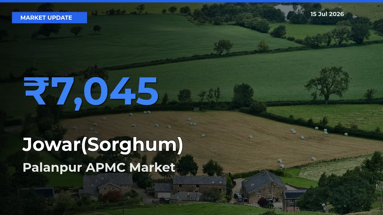 Market Watch: Palanpur APMC Becomes Top Mandi for Jowar(Sorghum)