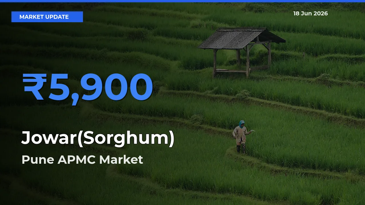 Pune APMC Offers ₹5,900 – Highest Jowar(Sorghum) Rate Today