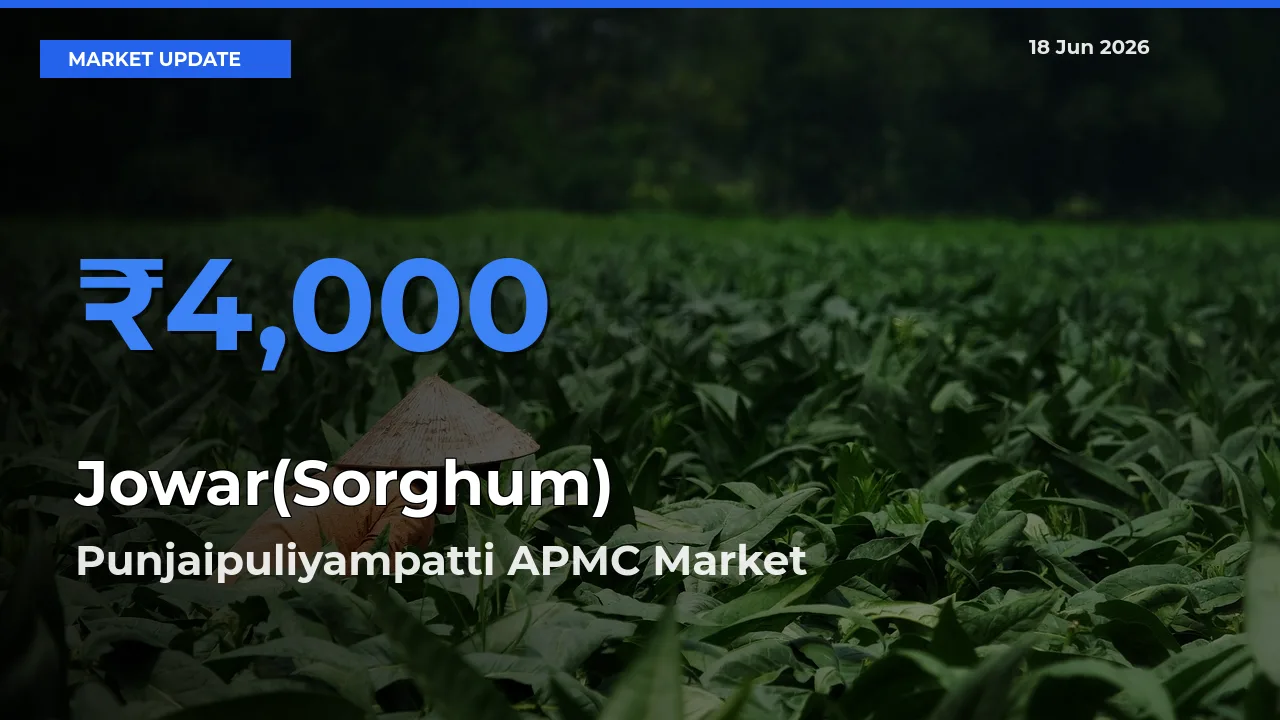 Punjaipuliyampatti APMC Tops Jowar(Sorghum) Rates – June 18 Market Update