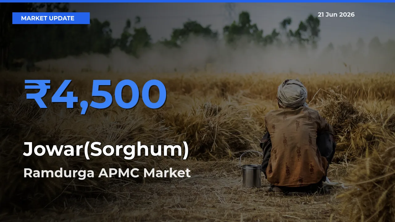 Top Performer! Ramdurga APMC Offers Best Jowar(Sorghum) Price Today