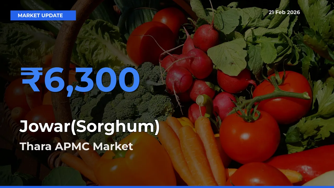 Thara APMC Emerges as Top Mandi for Jowar(Sorghum) Prices Today