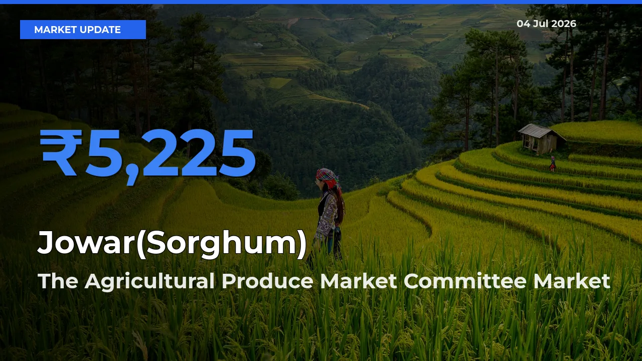 The Agricultural Produce Market Committee Offers ₹5,225 – Highest Jowar(Sorghum) Rate Today