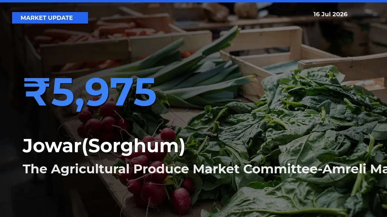 Farmers Prefer The Agricultural Produce Market Committee-Amreli as Jowar(Sorghum) Hits Highest Rate