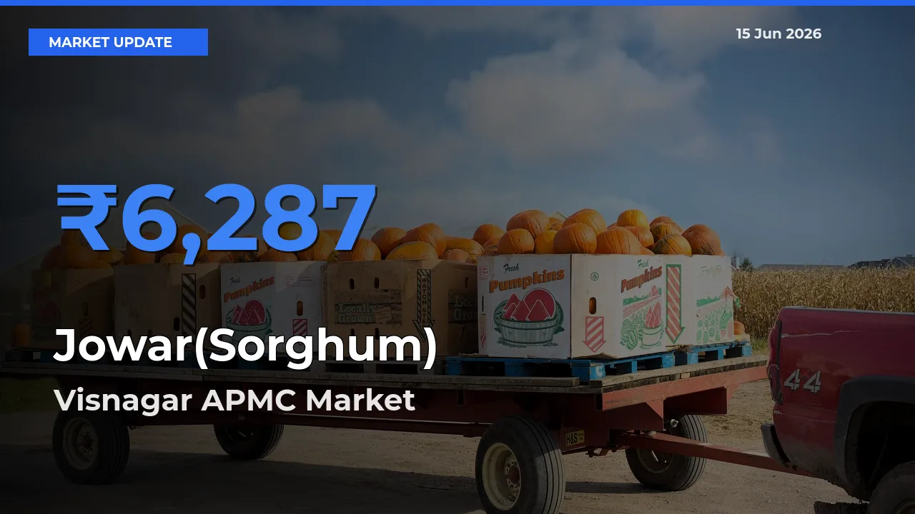 Farmers Prefer Visnagar APMC as Jowar(Sorghum) Hits Highest Rate