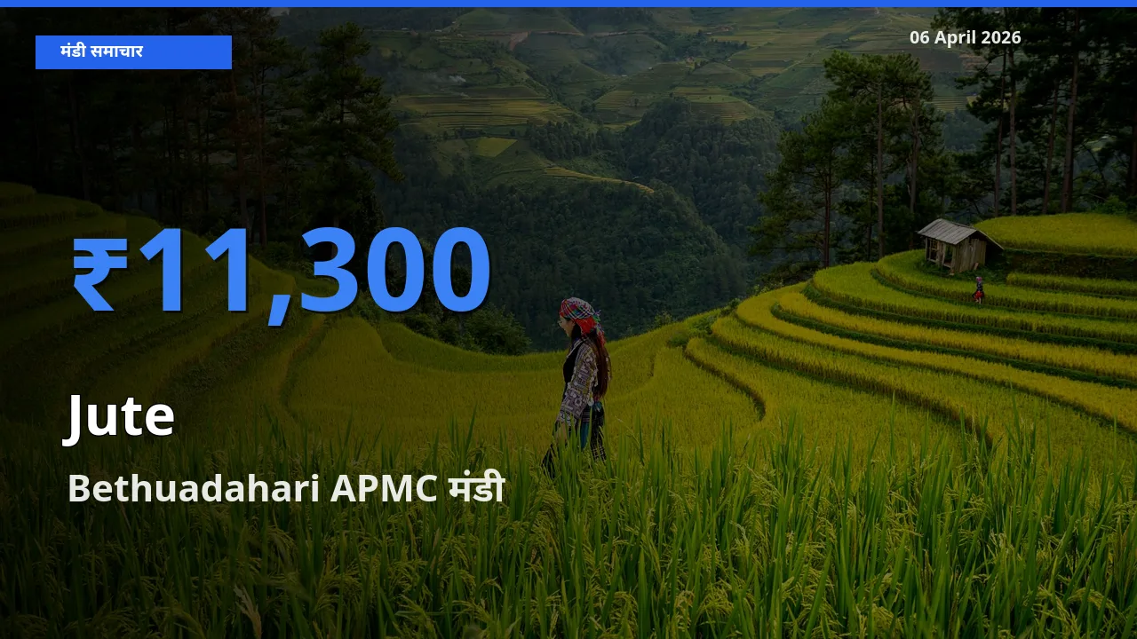 आज जूट के सबसे ऊँचे दाम ₹11,300 Bethuadahari APMC मंडी में