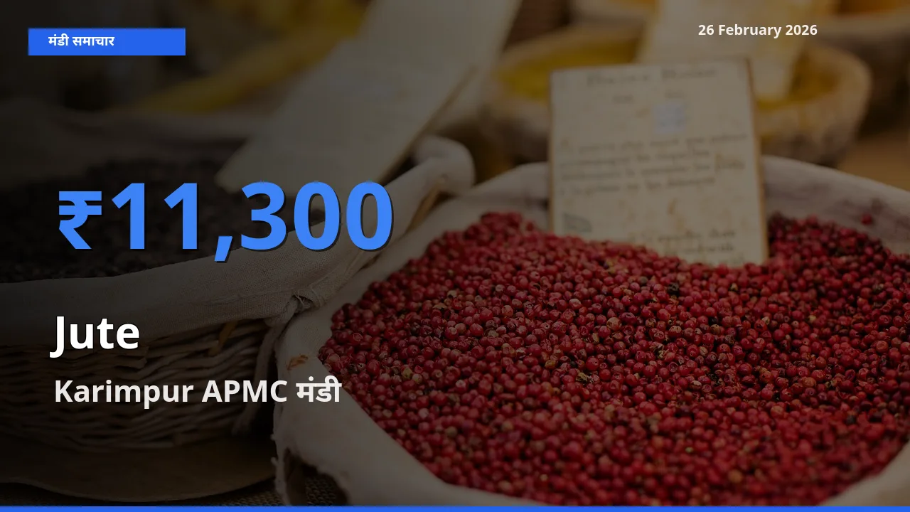 आज Jute के सबसे ज़्यादा दाम Karimpur APMC मंडी में दर्ज