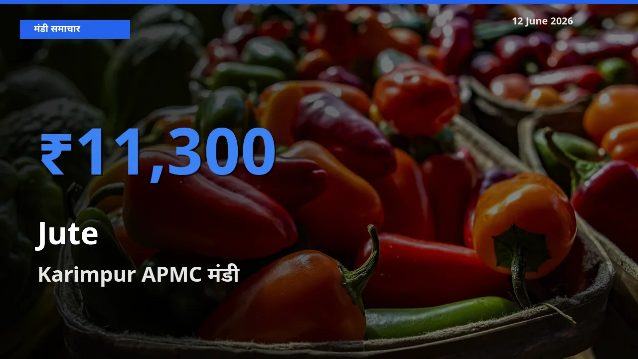 आज का मंडी भाव: जूट के सबसे ज़्यादा दाम Karimpur APMC में