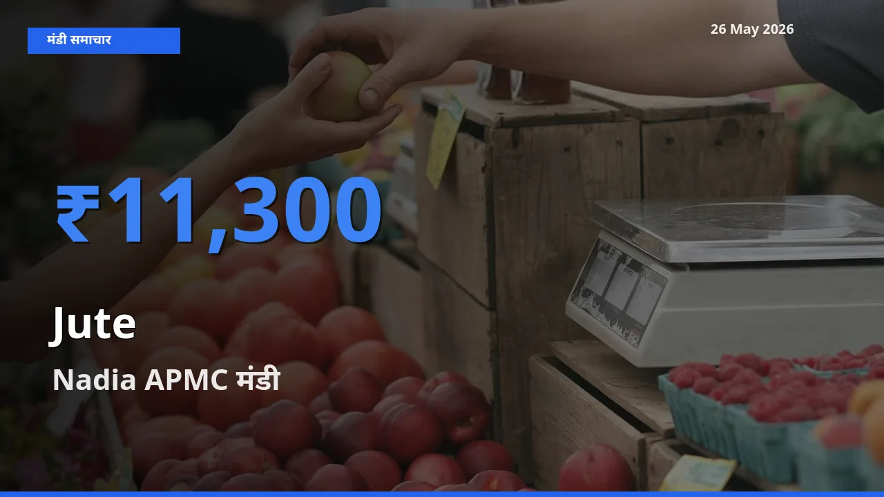 आज जूट के सबसे ऊँचे दाम ₹11,300 Nadia APMC मंडी में