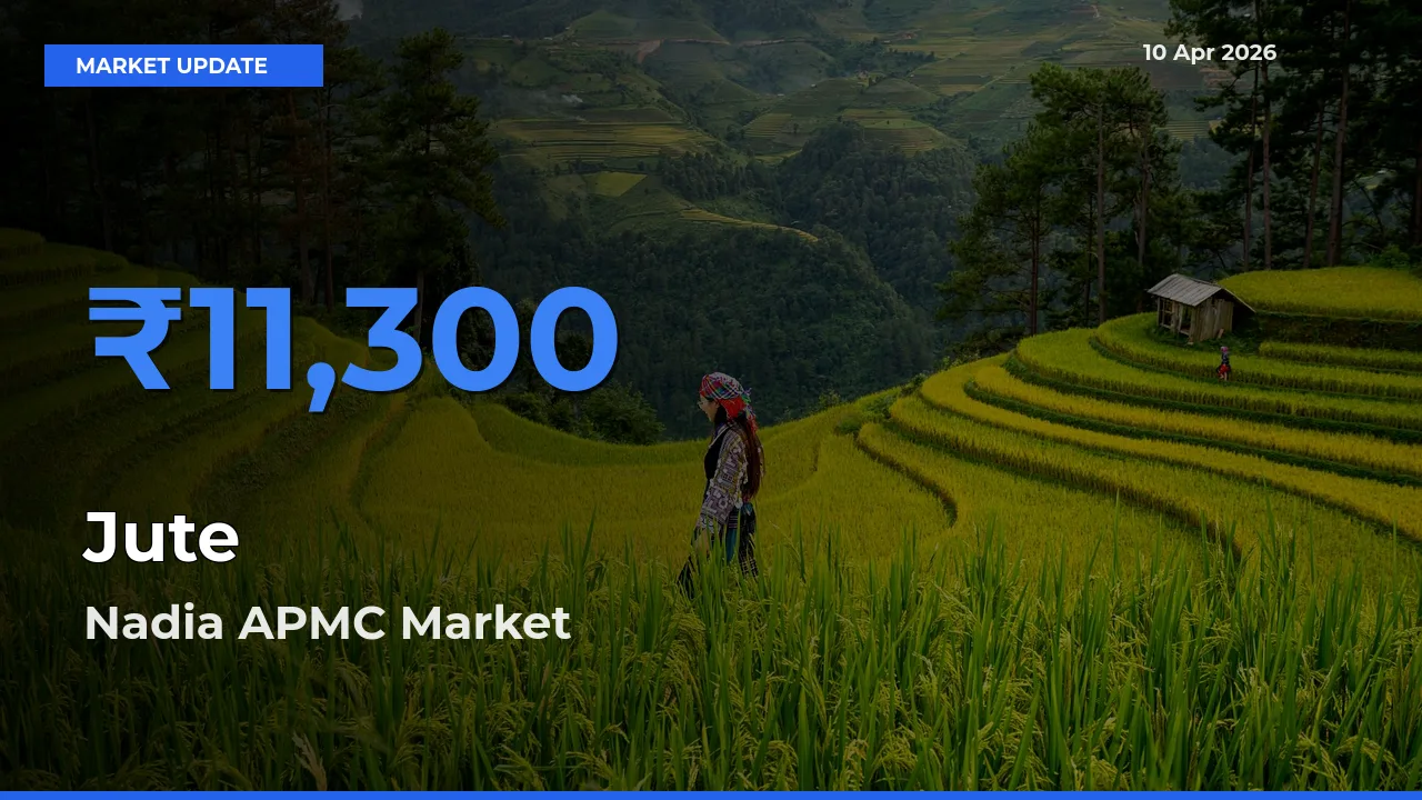 Nadia APMC Tops Jute Rates – April 10 Market Update
