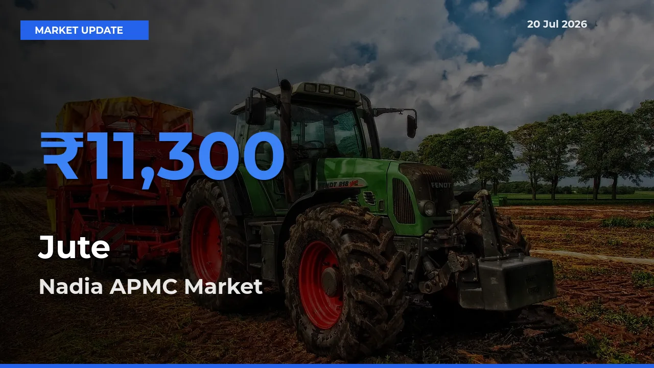Top Performer! Nadia APMC Offers Best Jute Price Today