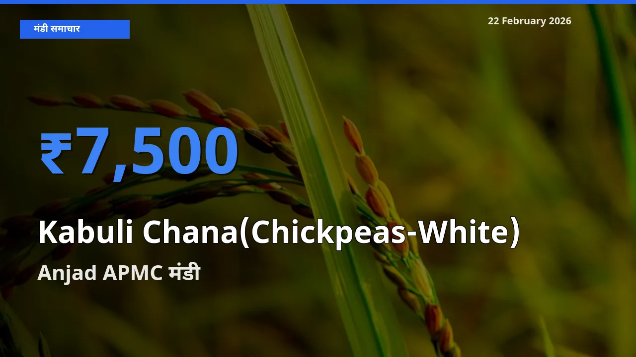 टॉप मंडी बना Anjad APMC! Kabuli Chana(Chickpeas-White) के सबसे ऊँचे दाम यहीं दर्ज
