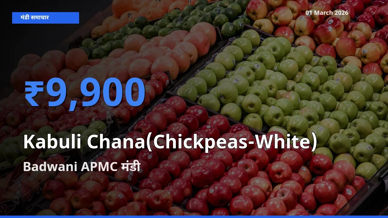 Badwani APMC मंडी में Kabuli Chana(Chickpeas-White) ₹9,900 पर पहुँचा – आज का सर्वोच्च भाव