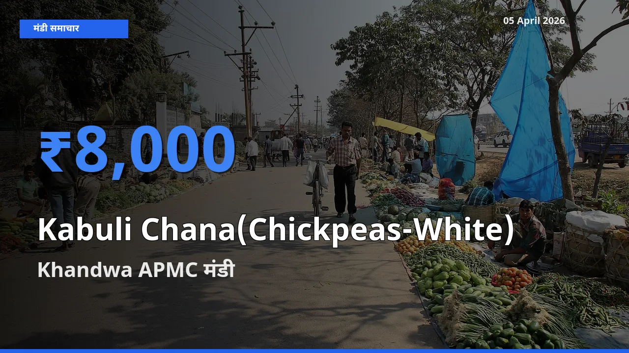 Khandwa APMC में काबुली चना का आज सबसे ऊँचा भाव