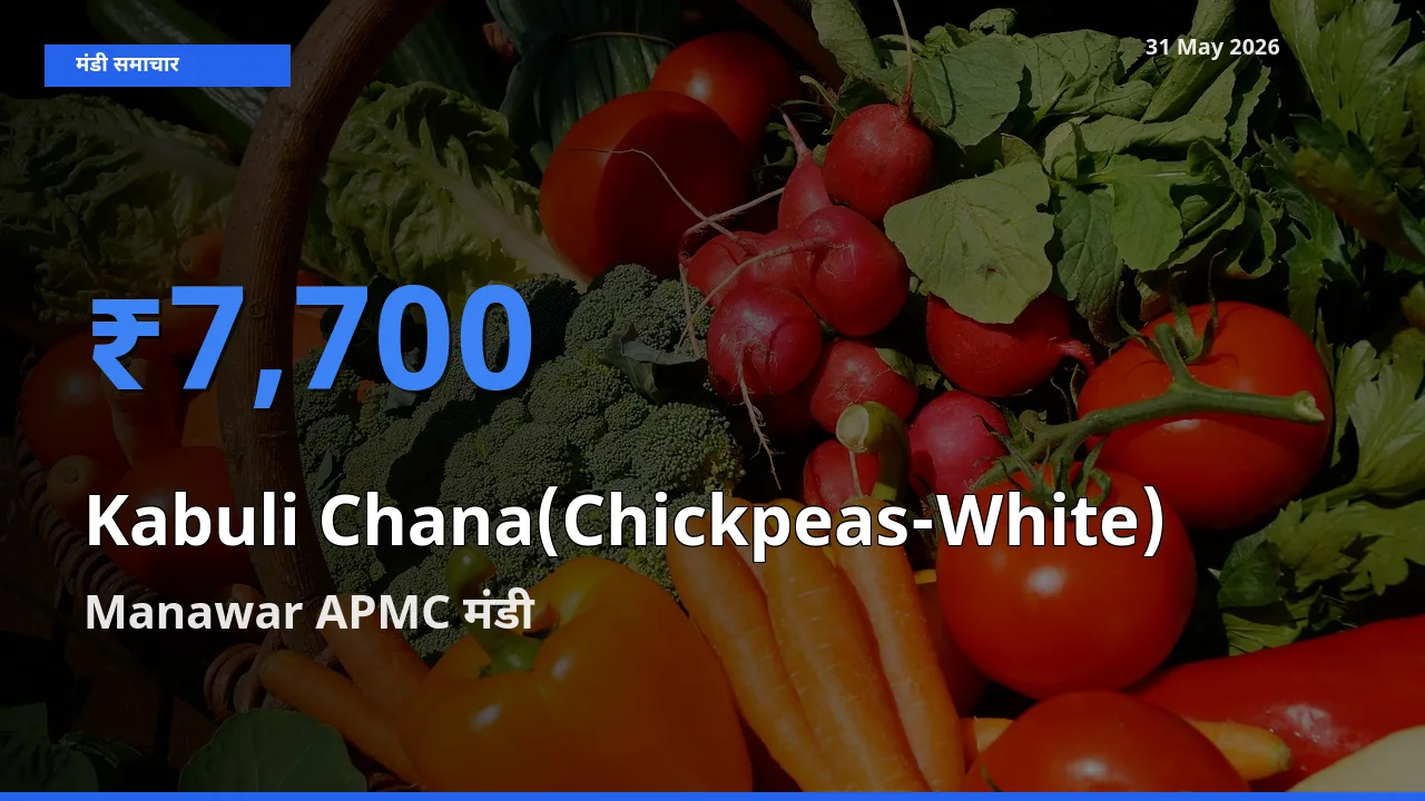 आज काबुली चना के सबसे ऊँचे दाम ₹7,700 Manawar APMC मंडी में