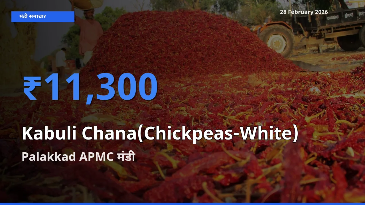 किसानों की पसंद बना Palakkad APMC, Kabuli Chana(Chickpeas-White) के सबसे अच्छे दाम