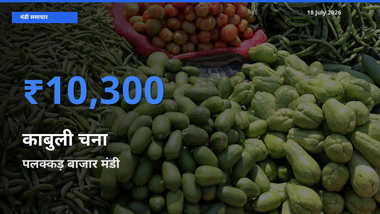 टॉप मंडी बना पलक्कड़ बाजार! काबुली चना के सबसे ऊँचे दाम यहीं दर्ज