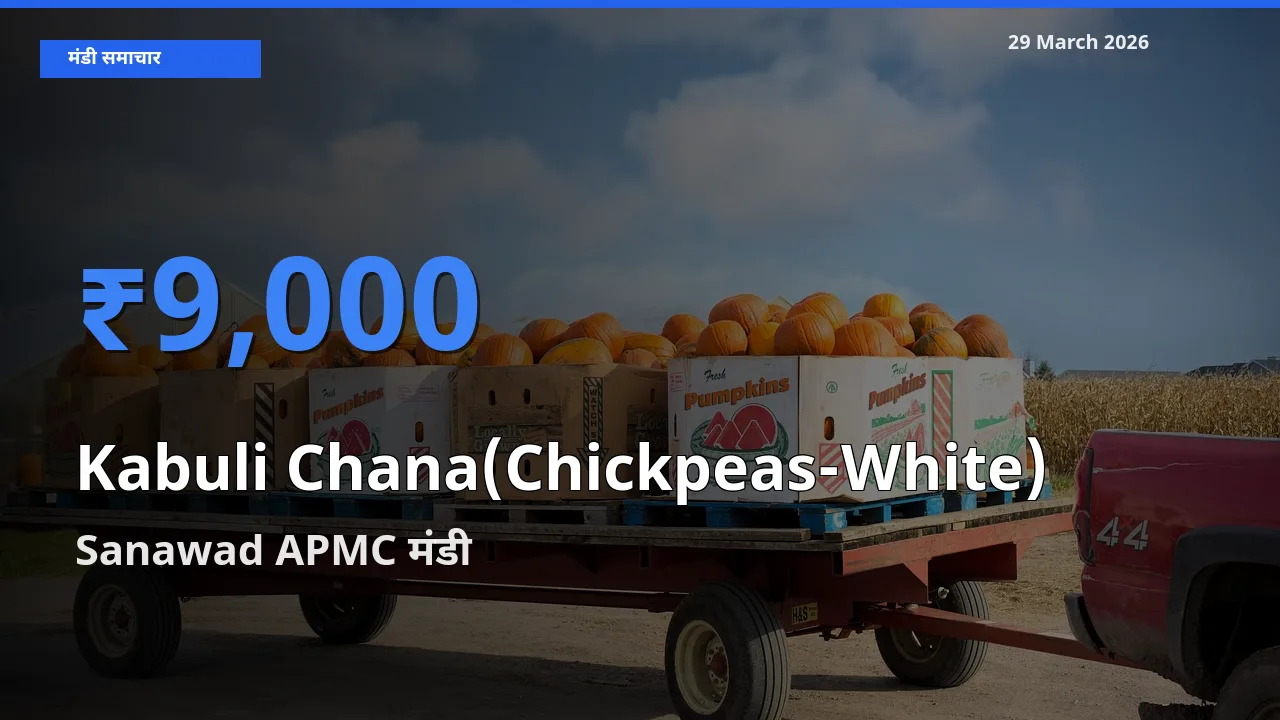 Sanawad APMC मंडी में काबुली चना ₹9,000 पर पहुँचा – आज का सर्वोच्च भाव