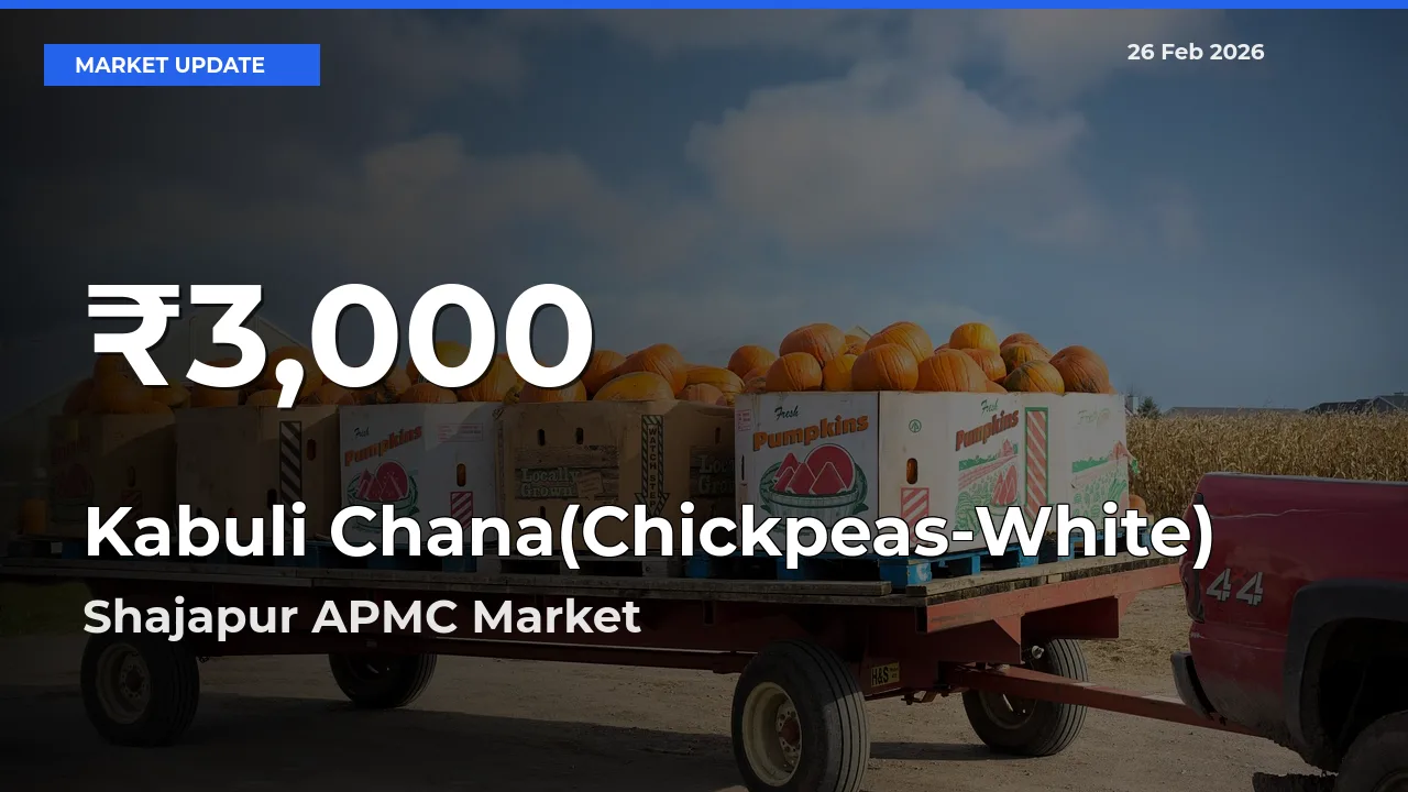 Why Kabuli Chana(Chickpeas-White) Prices Slumped in Shajapur APMC – 30-Day Low Today