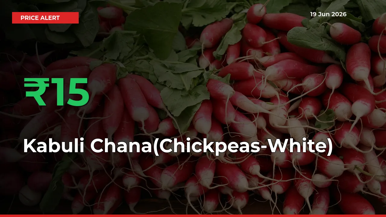 Sharp Jump! Kabuli Chana(Chickpeas-White) Prices Climb 15.34% in 24 Hours at Key Mandis