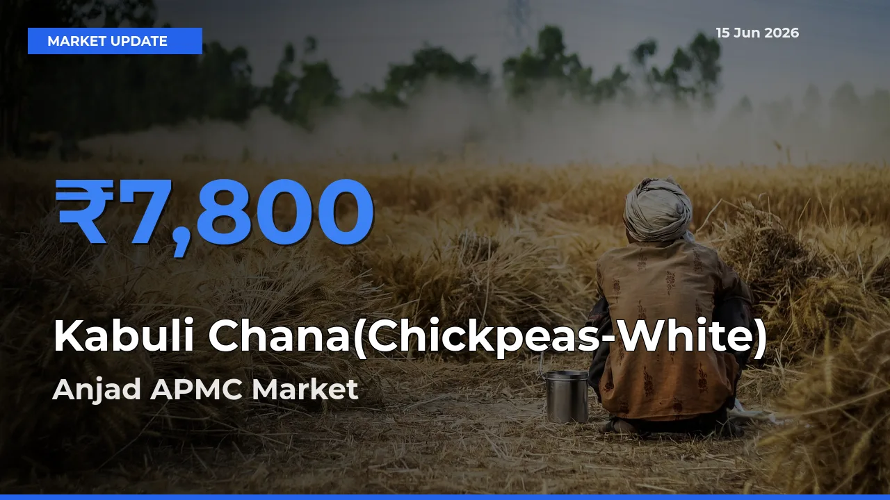 Anjad APMC Records Highest ₹7,800 Rate for Kabuli Chana(Chickpeas-White)