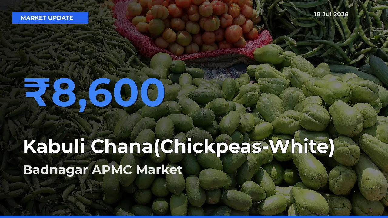 Badnagar APMC Tops Kabuli Chana(Chickpeas-White) Mandi Rates Today