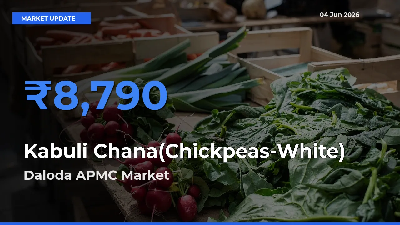Farmers Prefer Daloda APMC as Kabuli Chana(Chickpeas-White) Hits Highest Rate