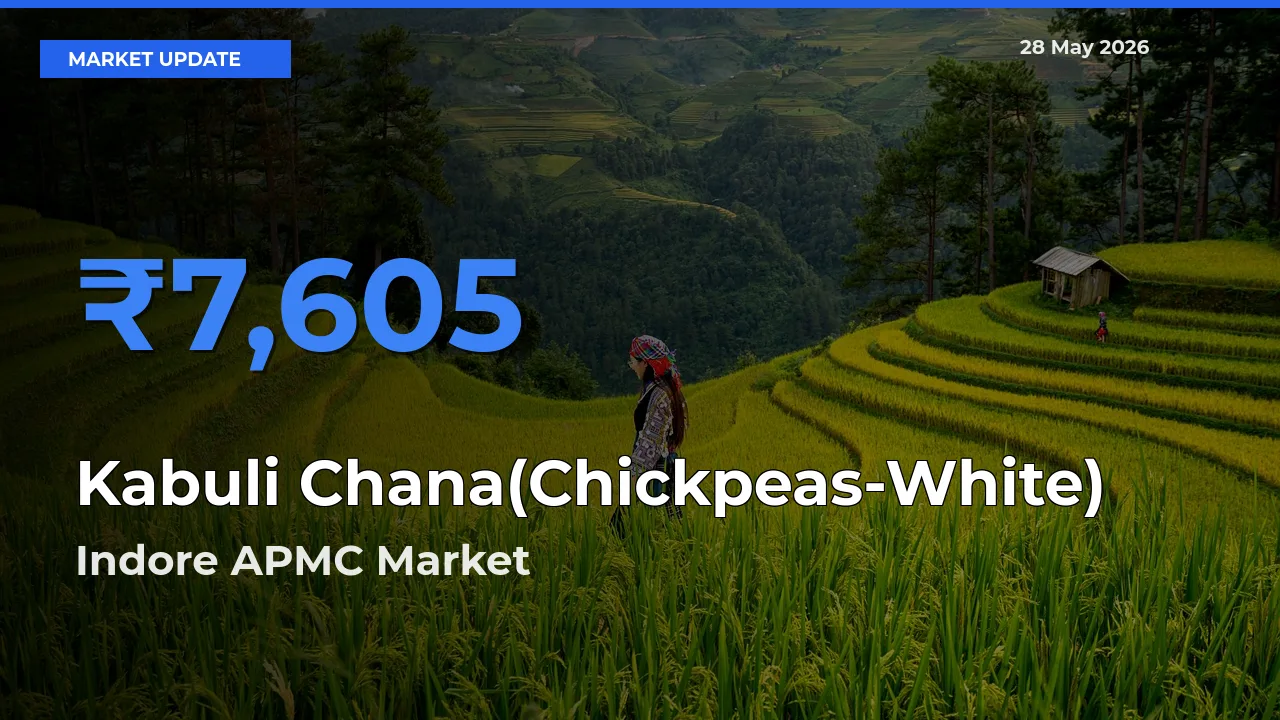 Indore APMC Offers ₹7,605 – Highest Kabuli Chana(Chickpeas-White) Rate Today