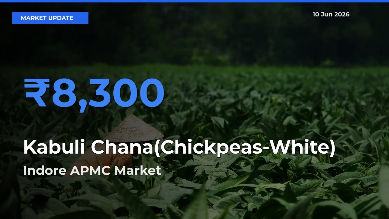 Market Watch: Indore APMC Becomes Top Mandi for Kabuli Chana(Chickpeas-White)