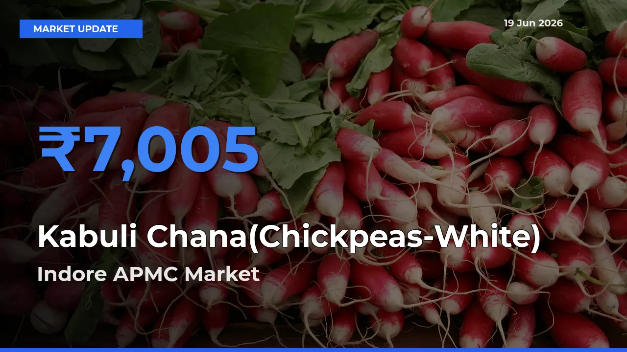 Indore APMC Records Highest ₹7,005 Rate for Kabuli Chana(Chickpeas-White)