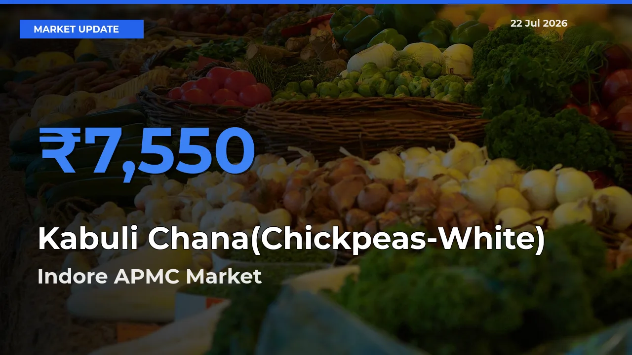 Indore APMC Offers ₹7,550 – Highest Kabuli Chana(Chickpeas-White) Rate Today