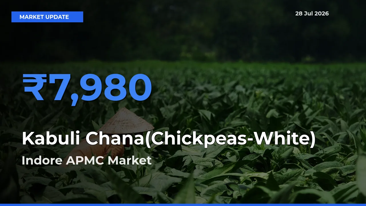 Indore APMC, Madhya Pradesh Tops Kabuli Chana(Chickpeas-White) Rates – July 28 Market Update