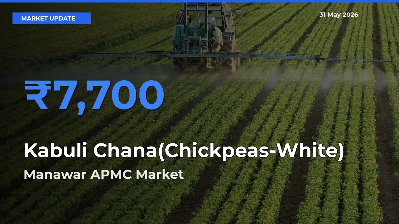Manawar APMC Tops Kabuli Chana(Chickpeas-White) Rates – May 31 Market Update
