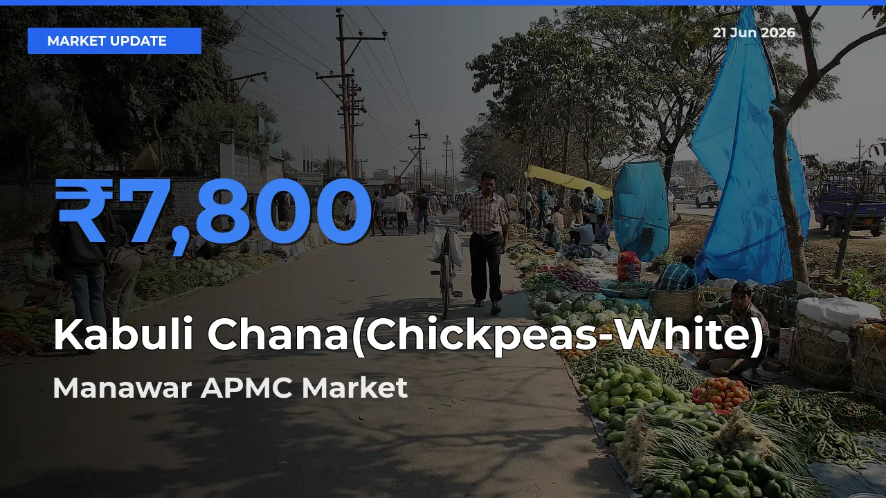 Manawar APMC Offers ₹7,800 – Highest Kabuli Chana(Chickpeas-White) Rate Today