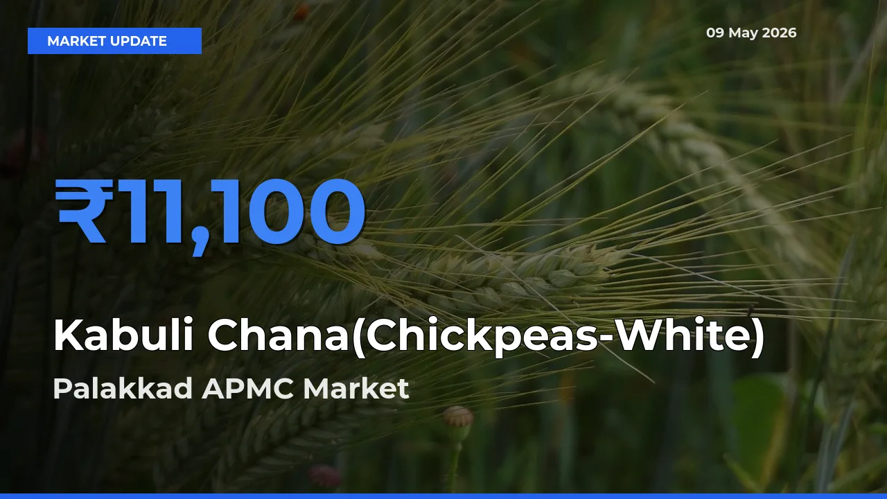 Market Watch: Palakkad APMC Becomes Top Mandi for Kabuli Chana(Chickpeas-White)