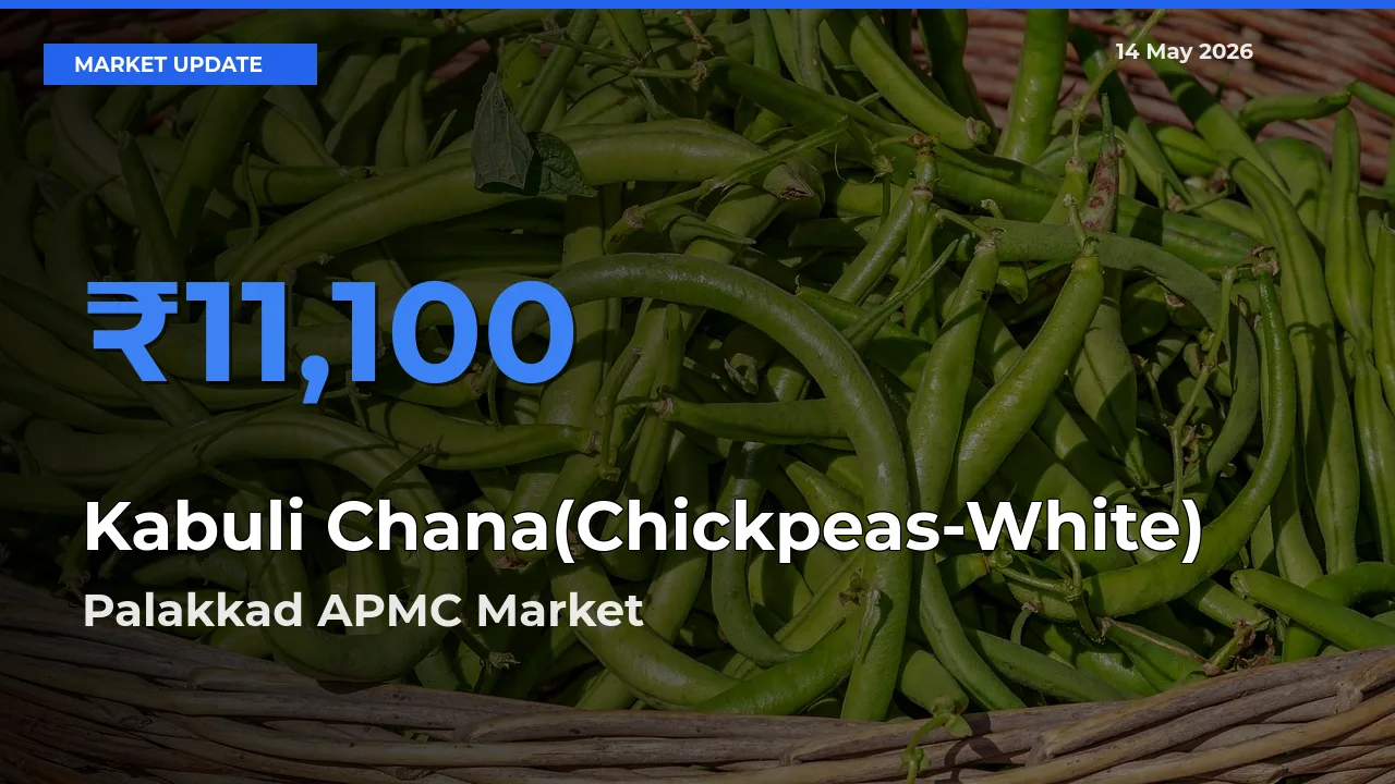 Market Watch: Palakkad APMC Becomes Top Mandi for Kabuli Chana(Chickpeas-White)