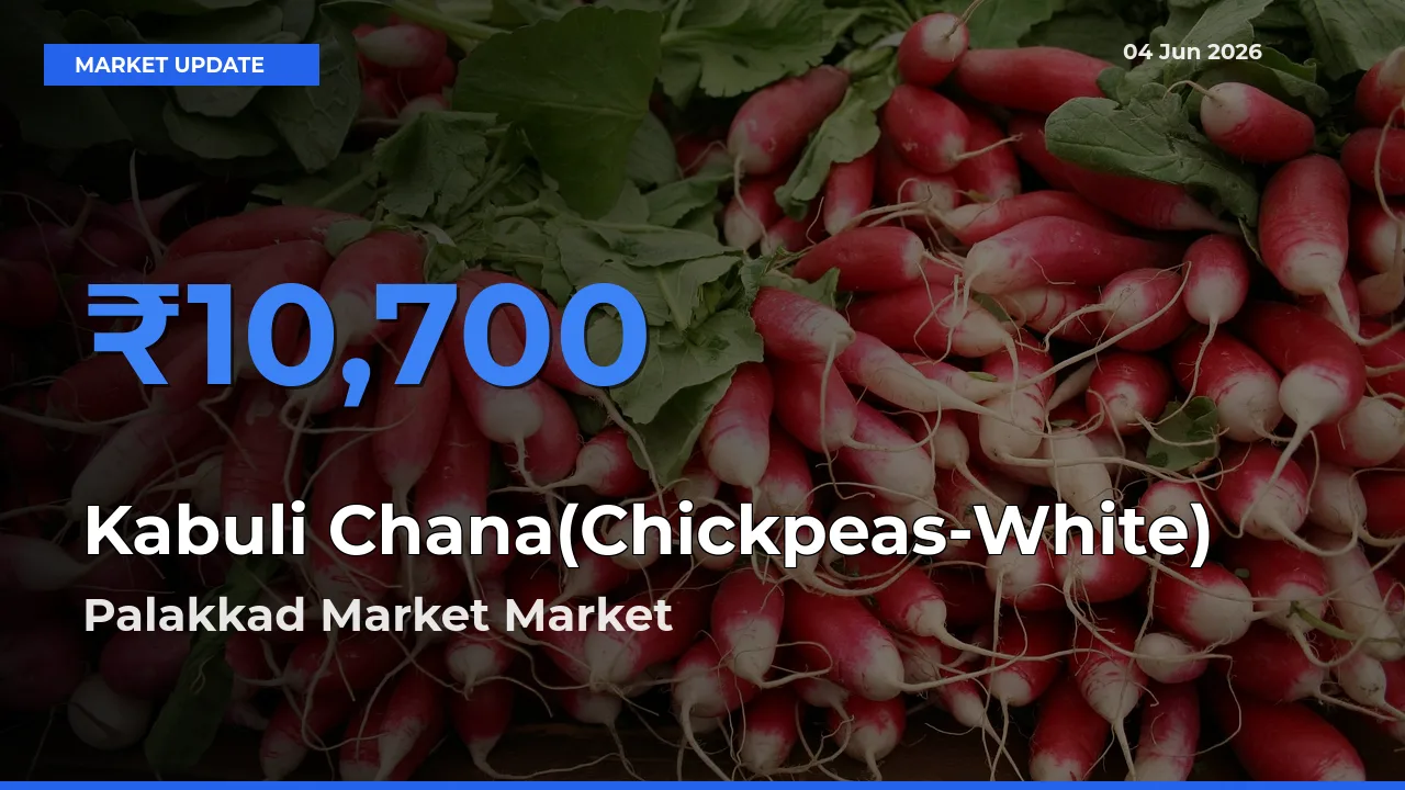 Palakkad Market Offers ₹10,700 – Highest Kabuli Chana(Chickpeas-White) Rate Today