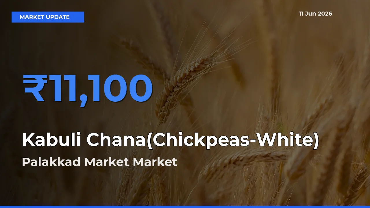 Palakkad Market Records Highest ₹11,100 Rate for Kabuli Chana(Chickpeas-White)