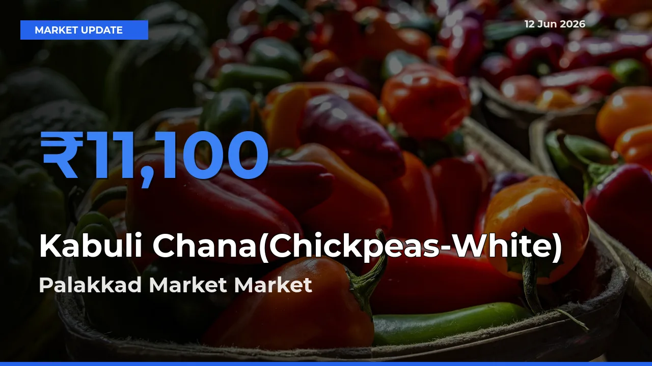 Top Performer! Palakkad Market Offers Best Kabuli Chana(Chickpeas-White) Price Today