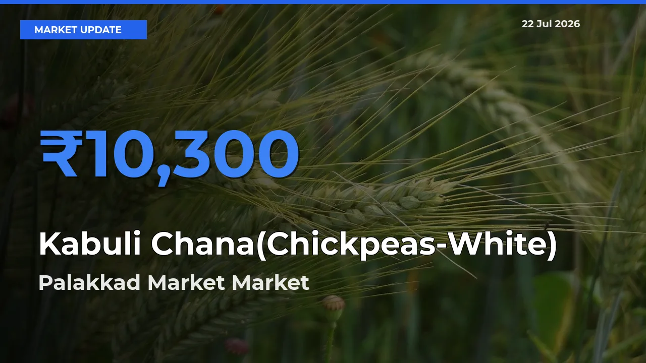 Palakkad Market Leads as Top Mandi for Kabuli Chana(Chickpeas-White) Prices