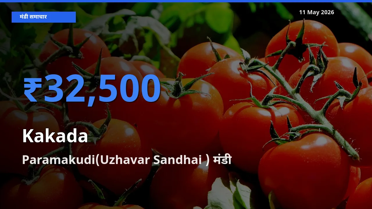 आज काकड़ा के सबसे ज़्यादा दाम Paramakudi(Uzhavar Sandhai ) मंडी में दर्ज