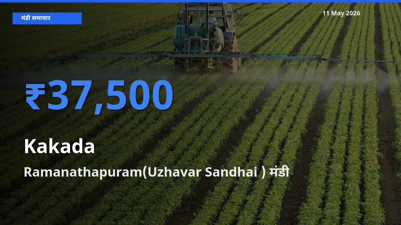 आज काकड़ा के सबसे ज़्यादा दाम Ramanathapuram(Uzhavar Sandhai ) मंडी में दर्ज