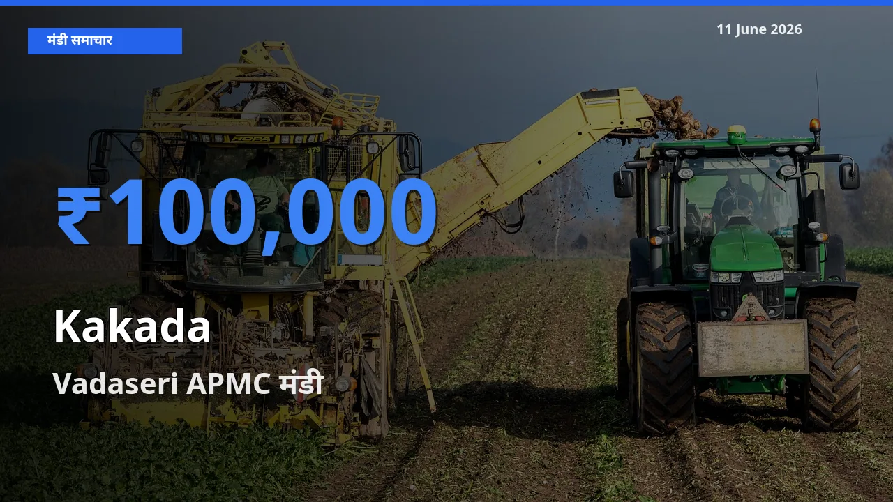 किसानों की पसंद बना Vadaseri APMC, काकड़ा के सबसे अच्छे दाम