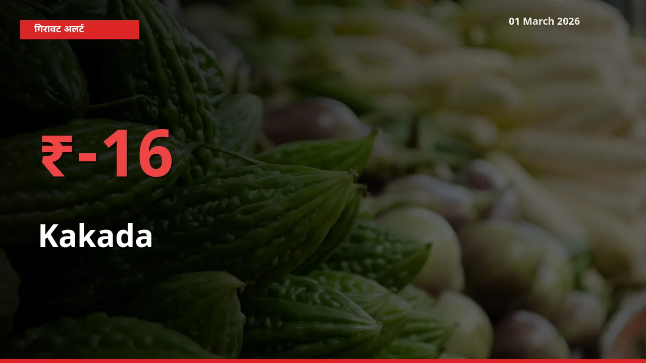 आज का मंडी भाव: Kakada के दाम मंडी में 15.91% नीचे
