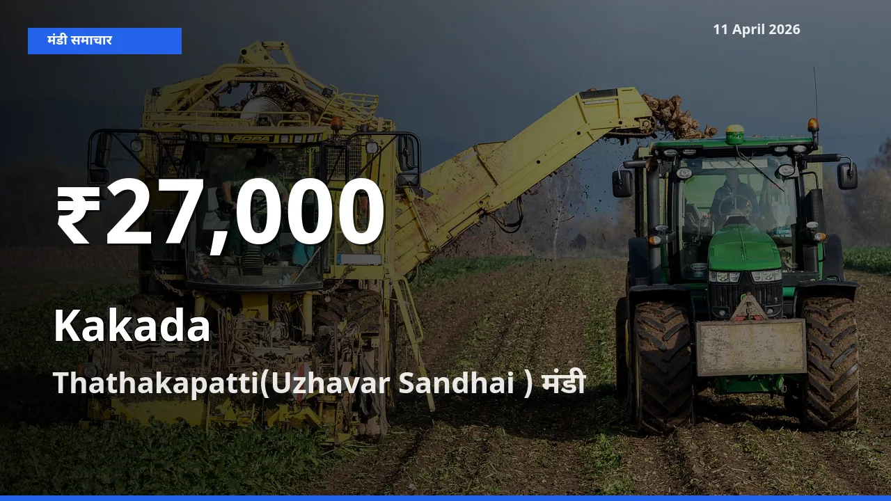 बाज़ार संकेत: काकड़ा के भाव Thathakapatti(Uzhavar Sandhai ) में 30 दिन के निचले स्तर पर